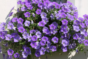 petunia