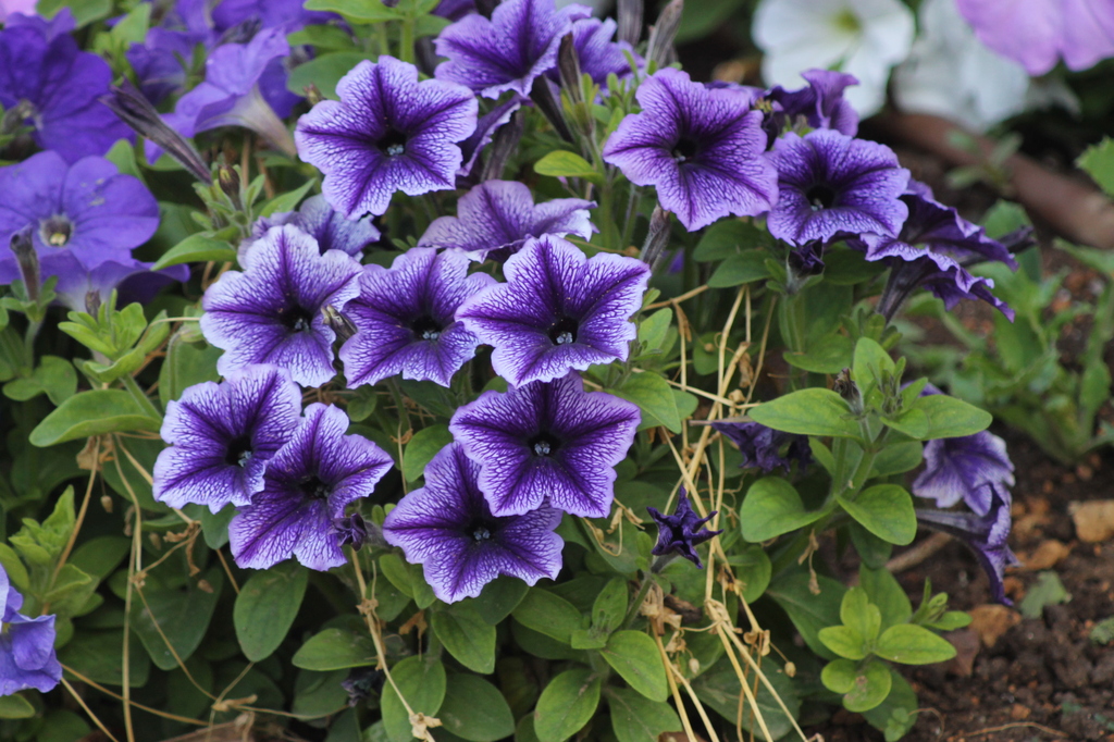 petunia